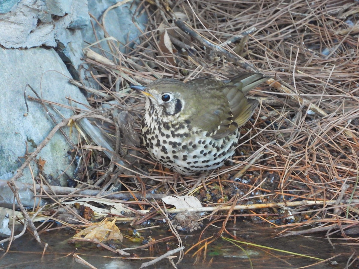 Chinese Thrush - ML416126671