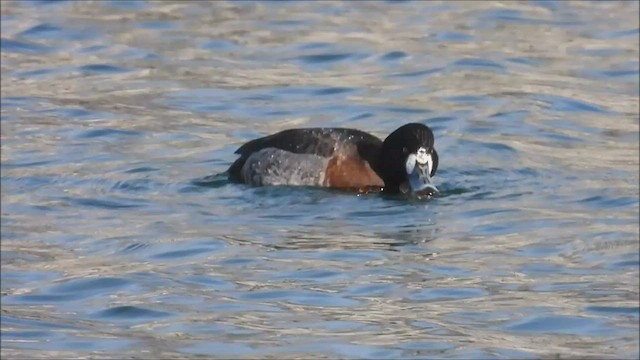 Greater Scaup - ML416126981