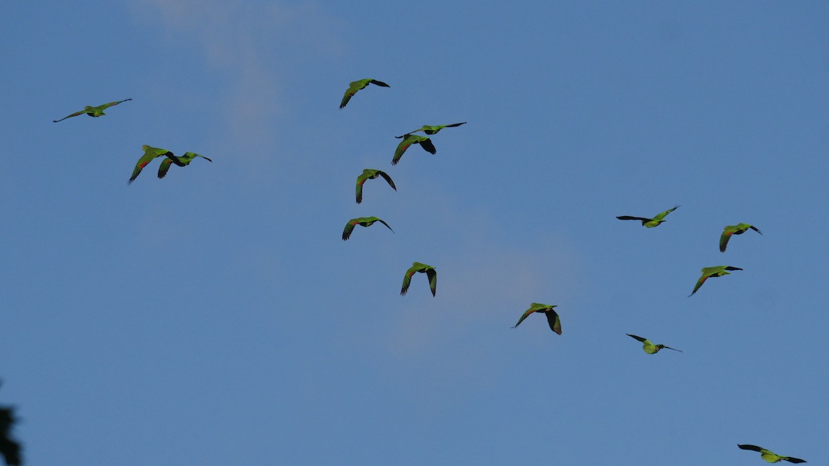 Red-crowned Parrot - ML416127941