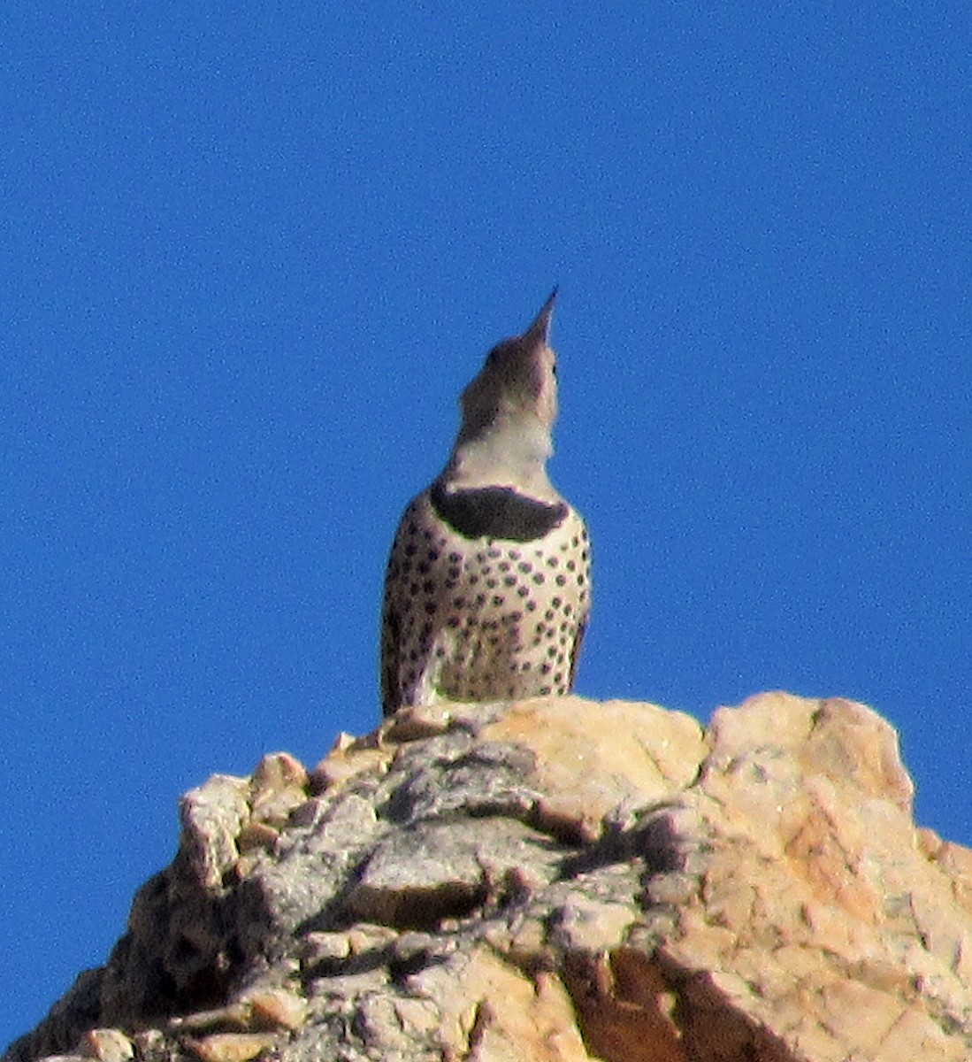 Northern Flicker (Red-shafted) - ML416127971
