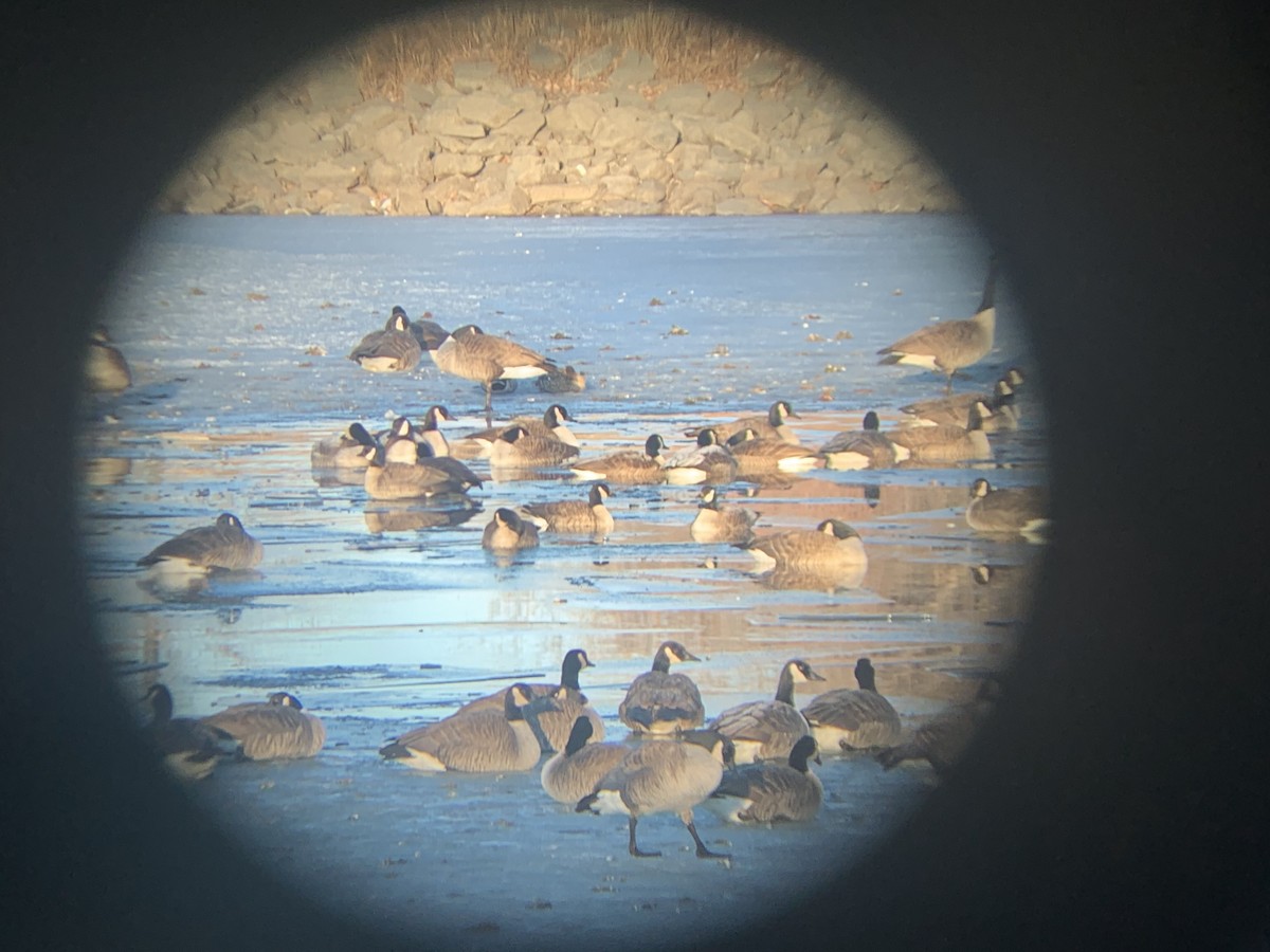 berneška malá (ssp. hutchinsii) - ML416130451