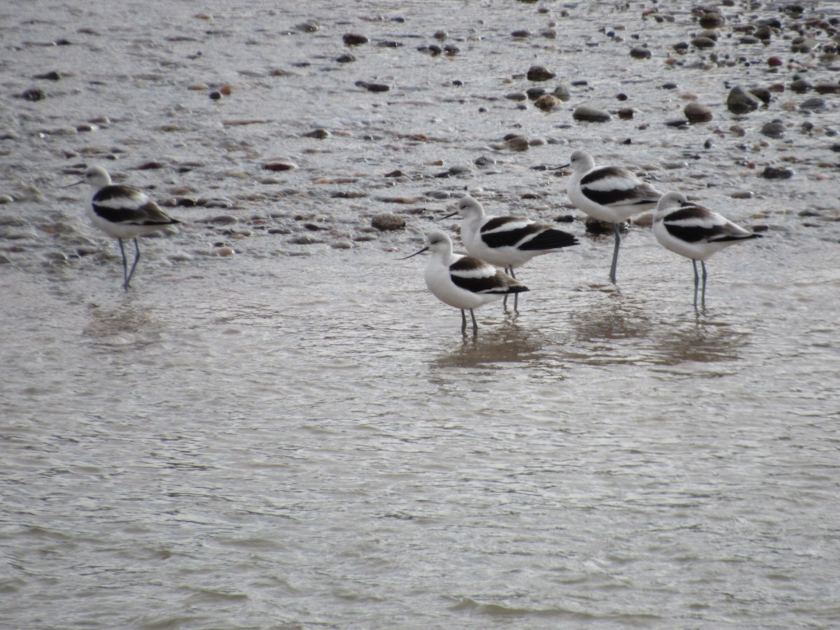 American Avocet - Spencer Follett