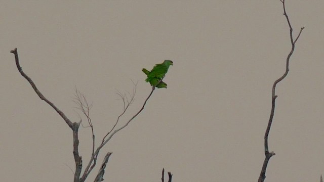 Lilac-crowned Amazon - ML416131621