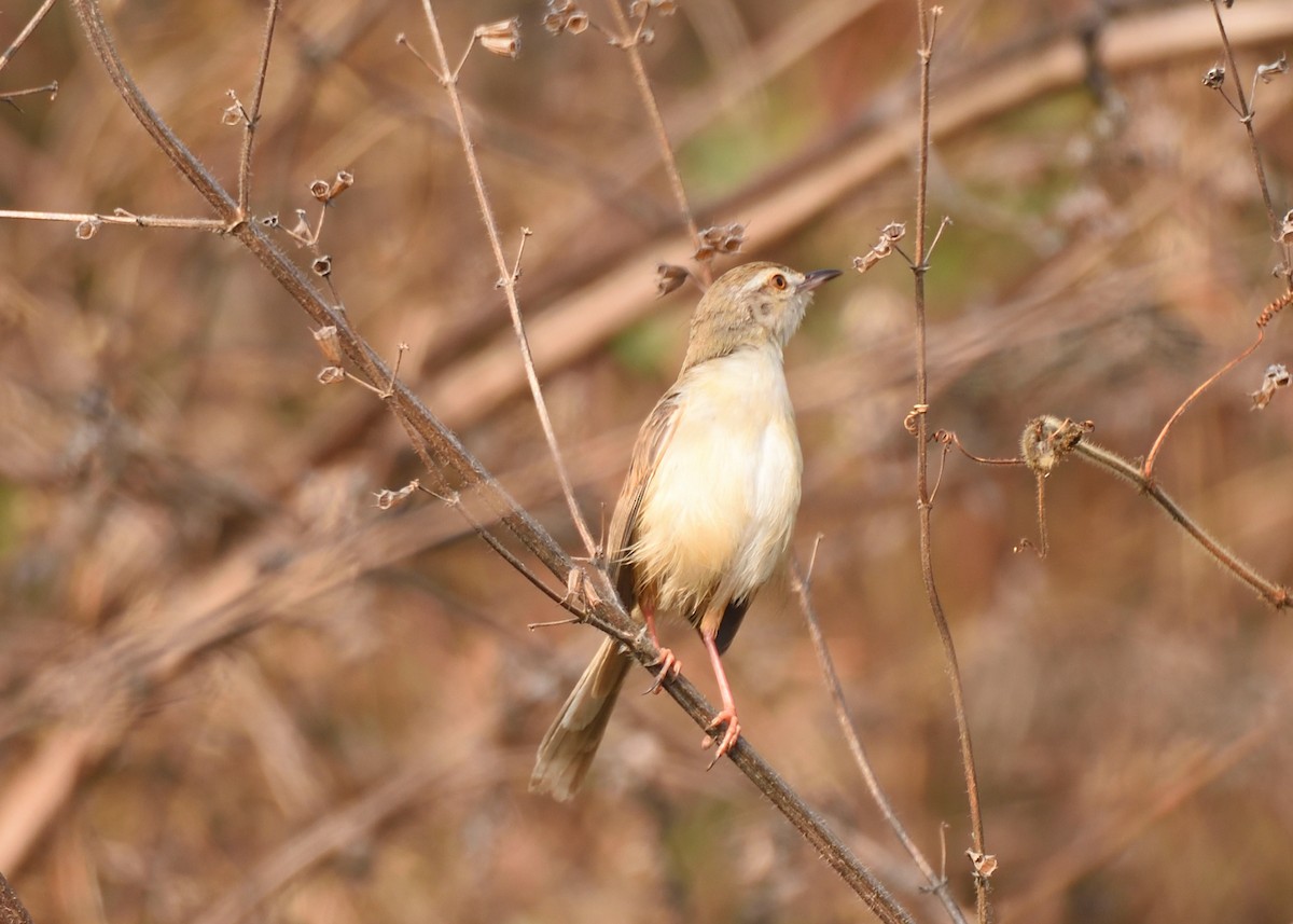 Plain Prinia - Kishorenath T