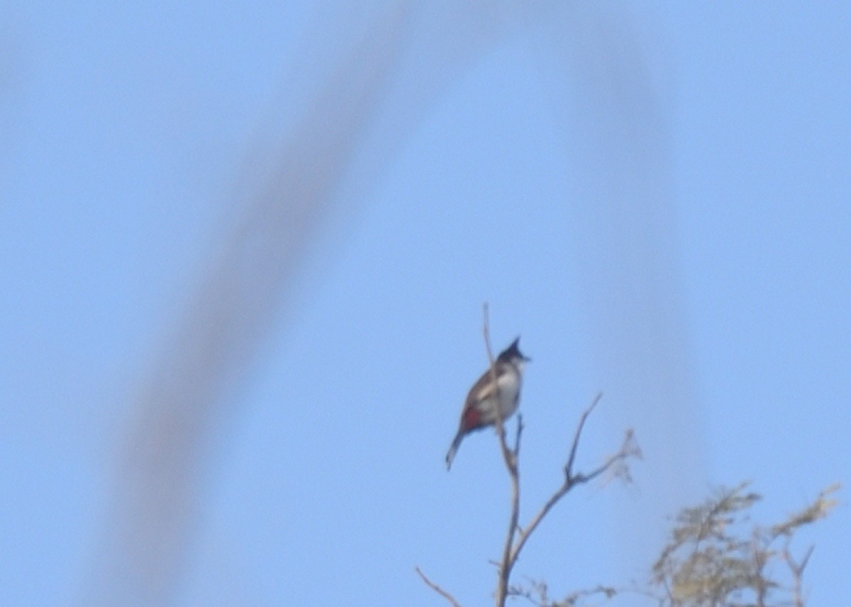 Red-whiskered Bulbul - ML416132311