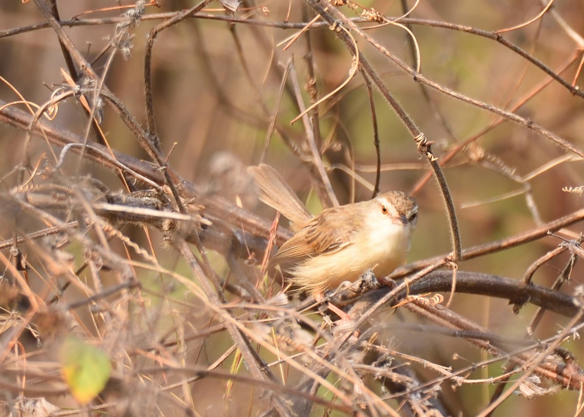 Plain Prinia - ML416132341