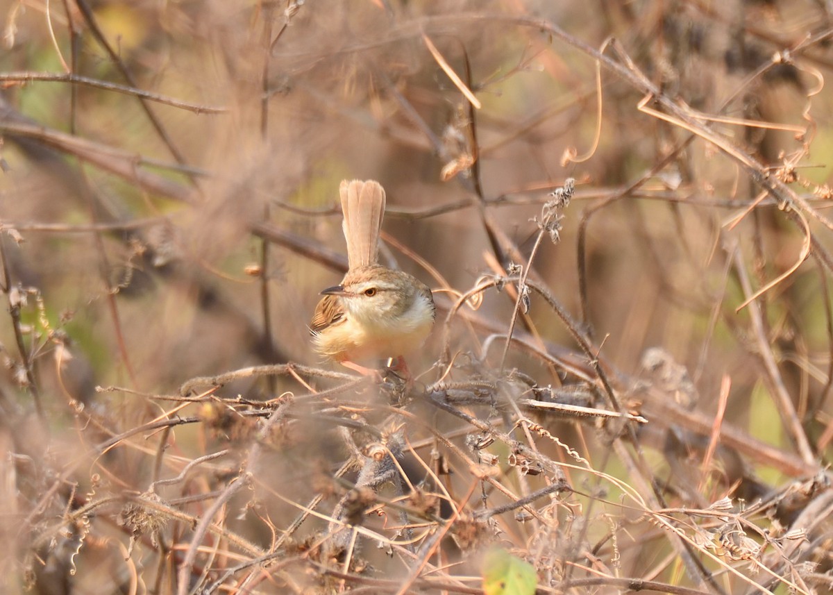 Prinia Sencilla - ML416132351