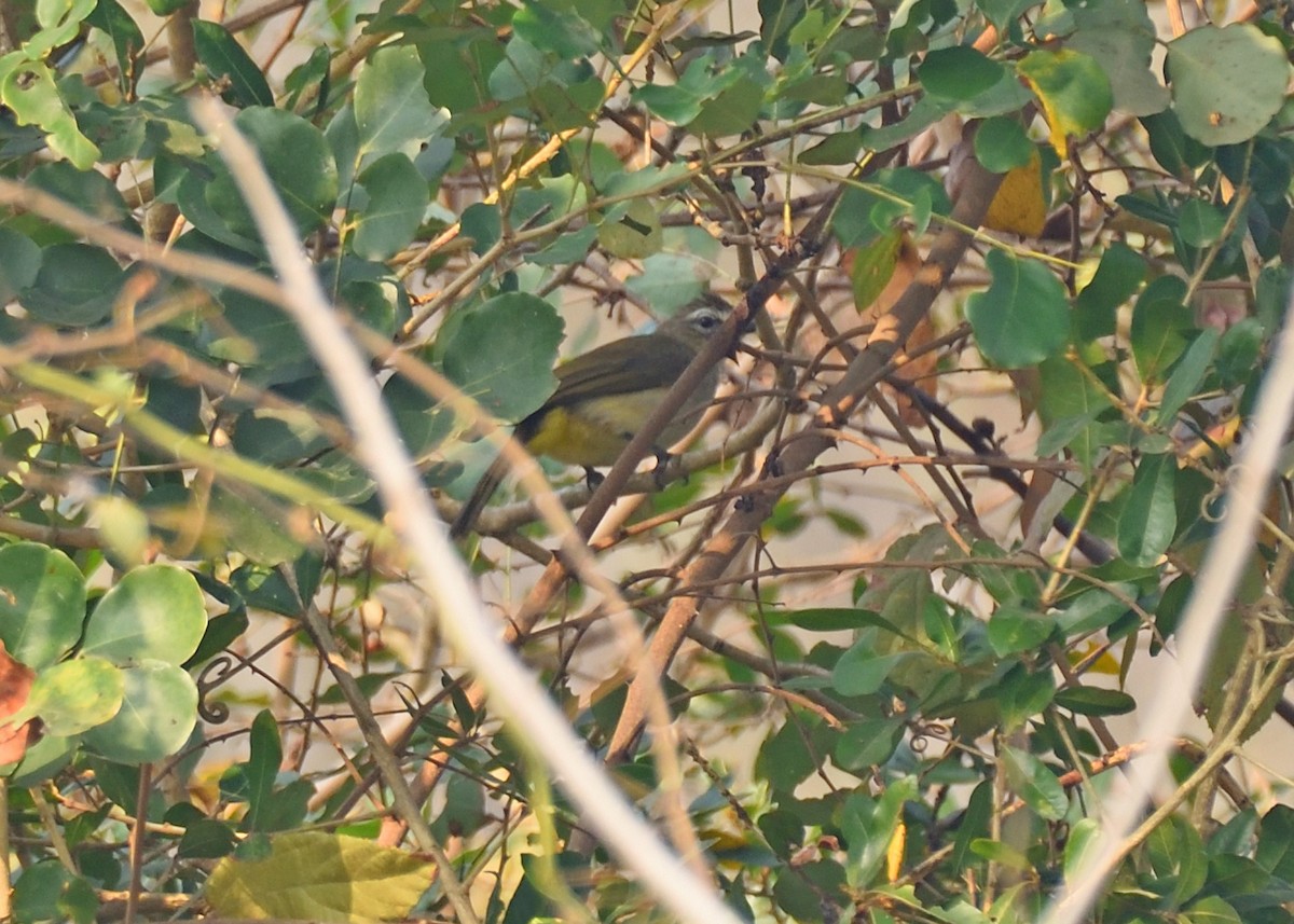 White-browed Bulbul - Kishorenath T