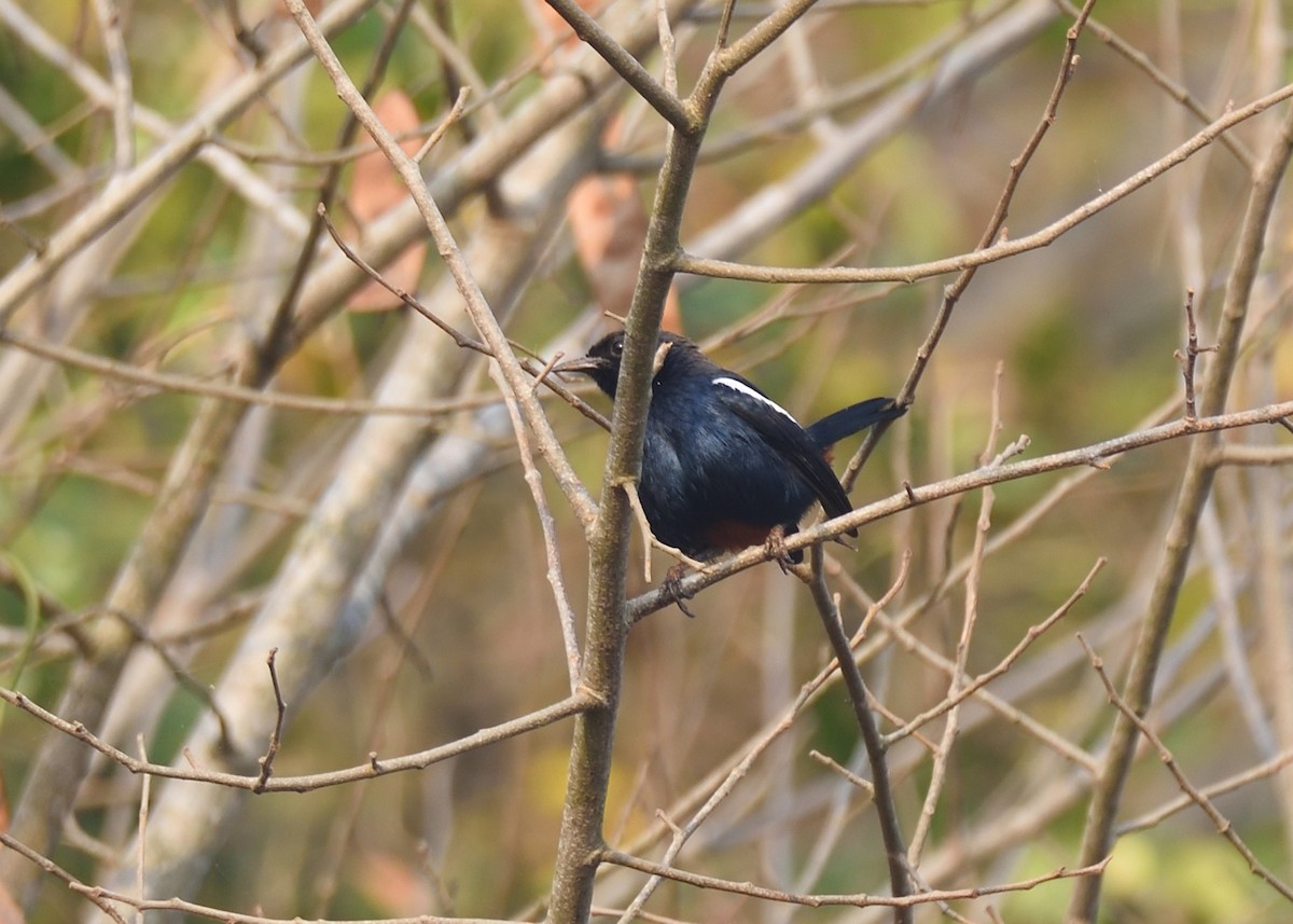 Indian Robin - ML416132401