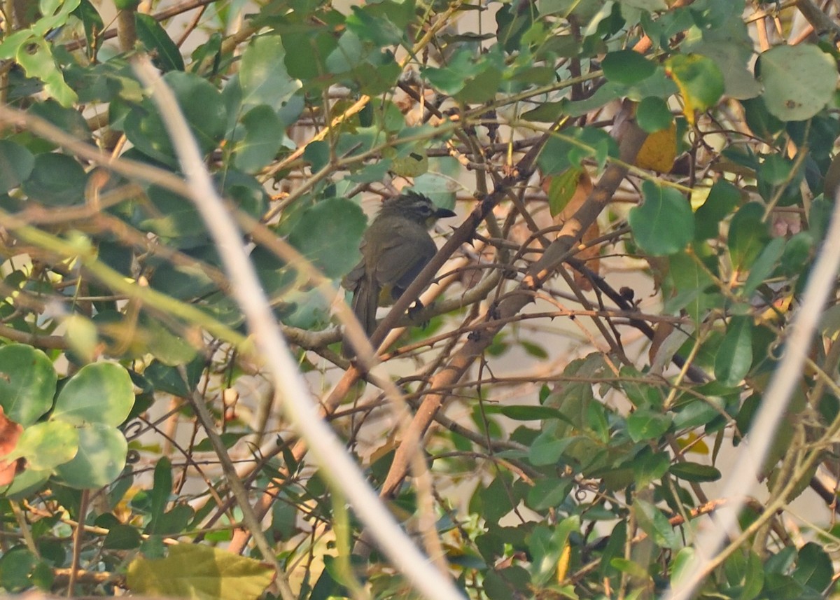 White-browed Bulbul - ML416132411