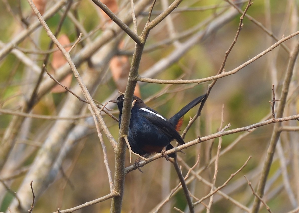 Indian Robin - ML416132421