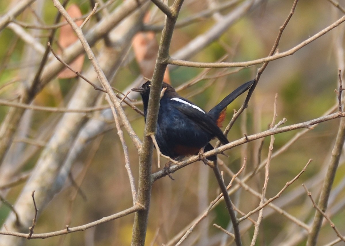 Indian Robin - ML416132431