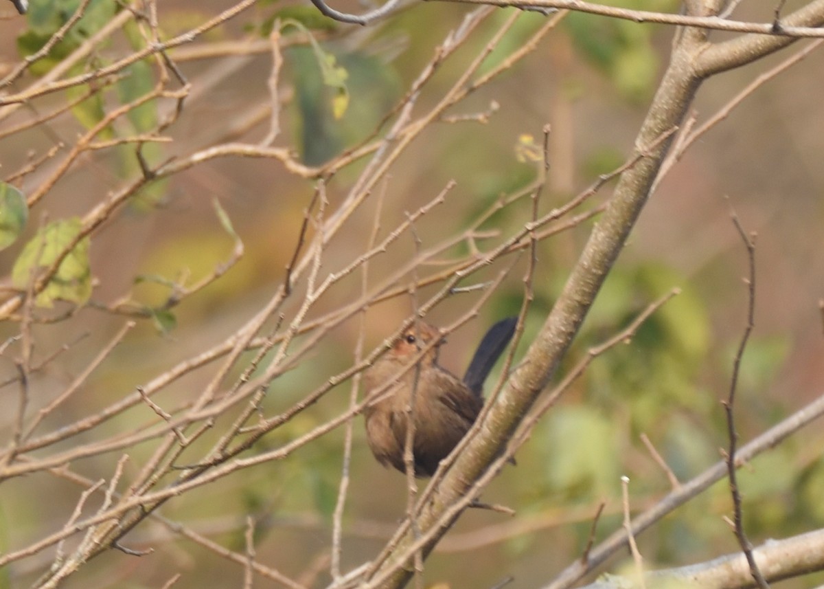 Indian Robin - ML416132441