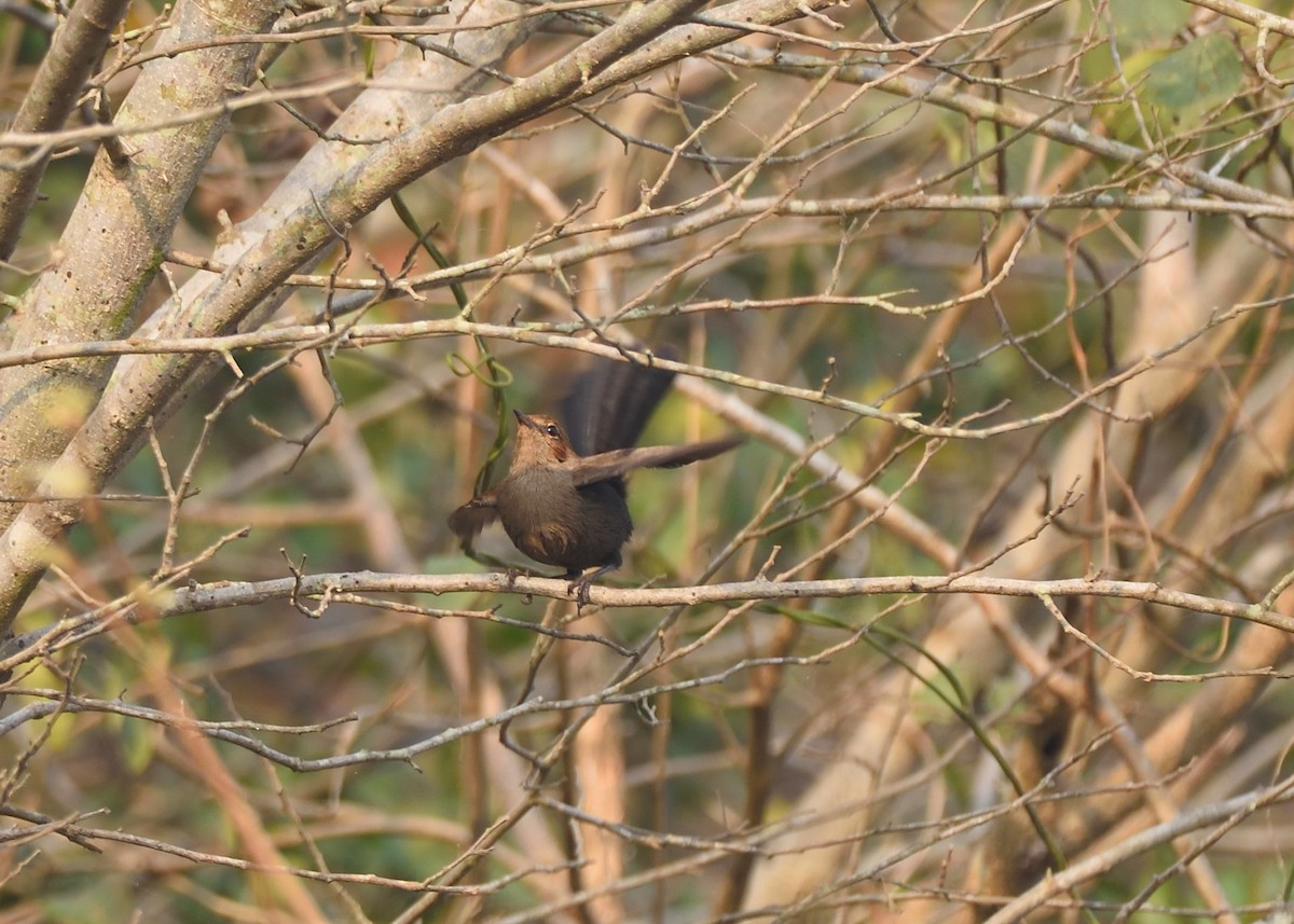 Indian Robin - ML416132451