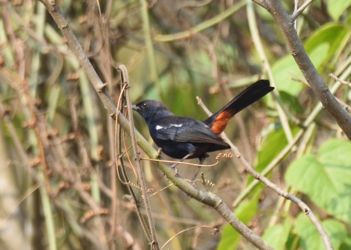 Indian Robin - ML416132491