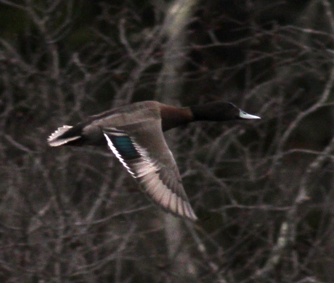 Mallard x Redhead (hybrid) - Greg Ward