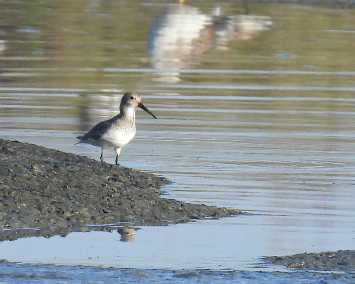 Dunlin - ML416134951