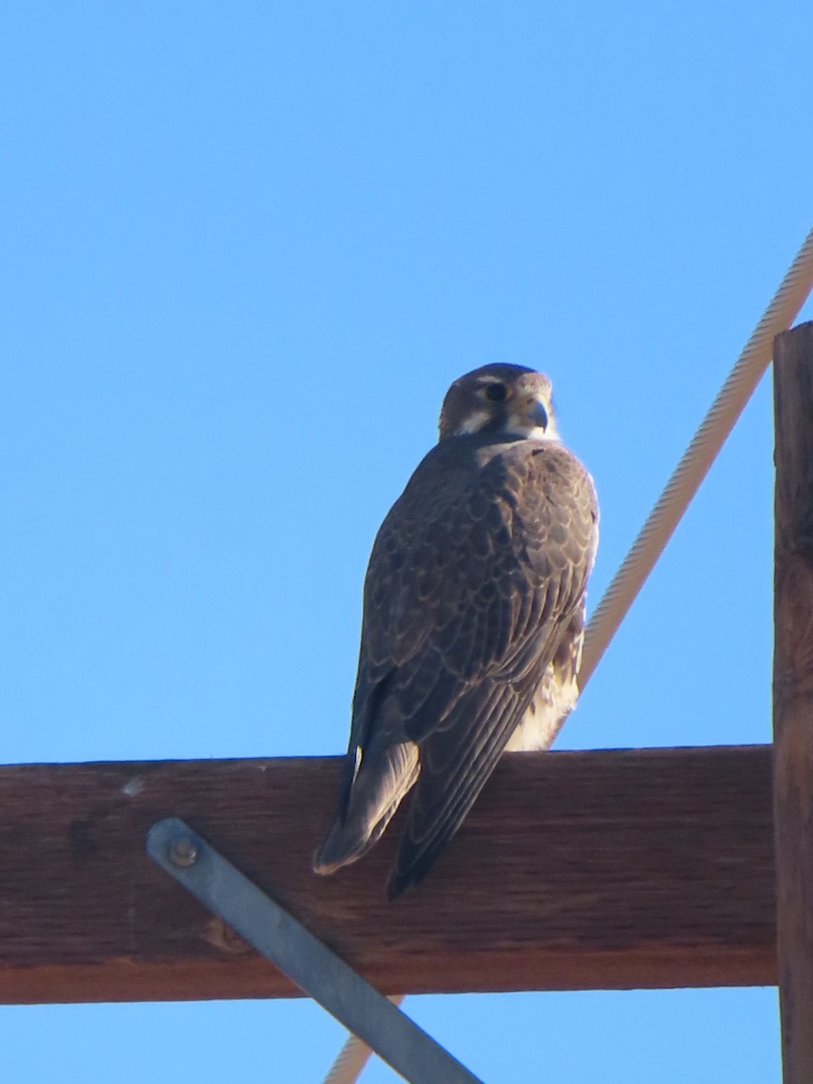 Prairie Falcon - ML416136011