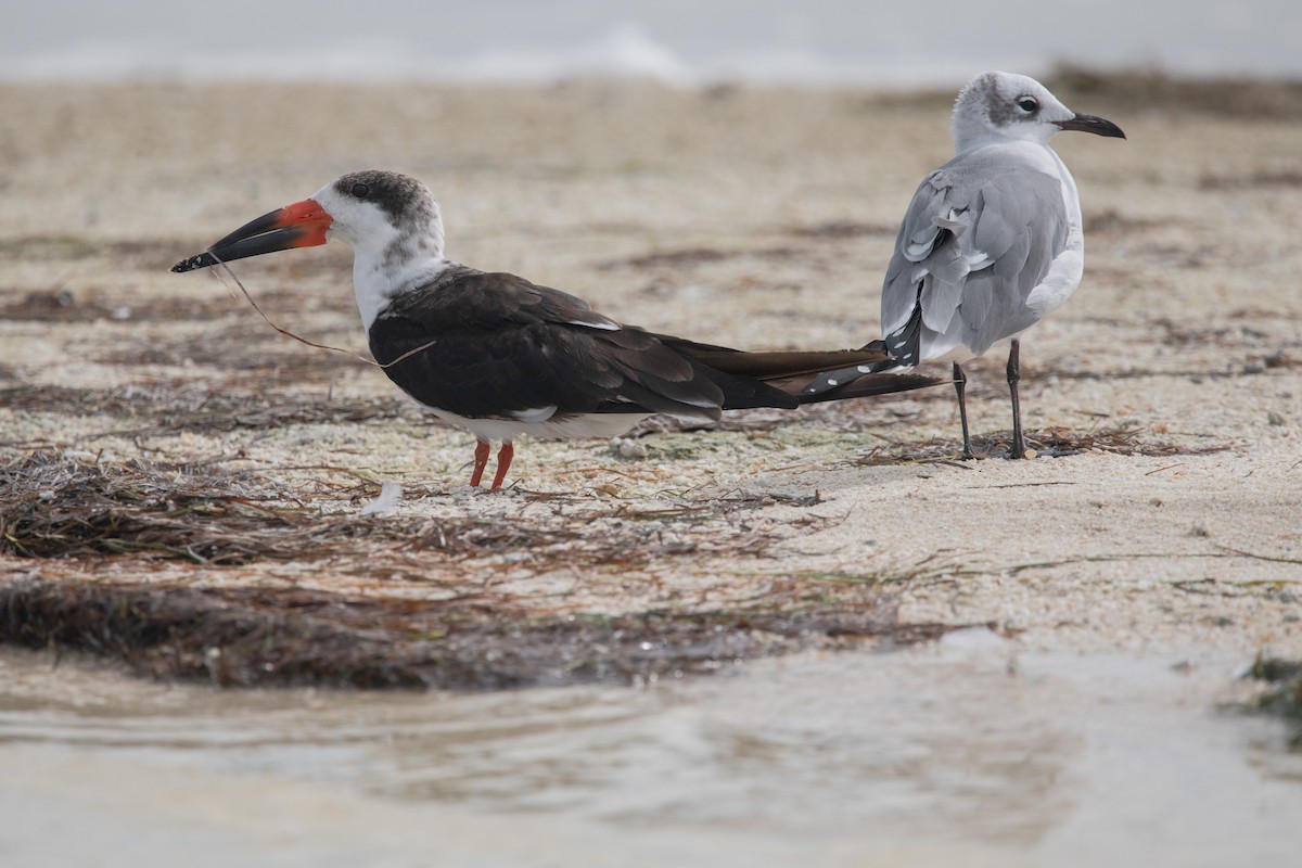 Black Skimmer - ML416136241