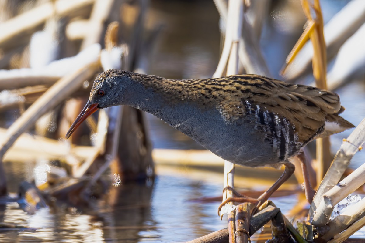 Water Rail - Liang XU