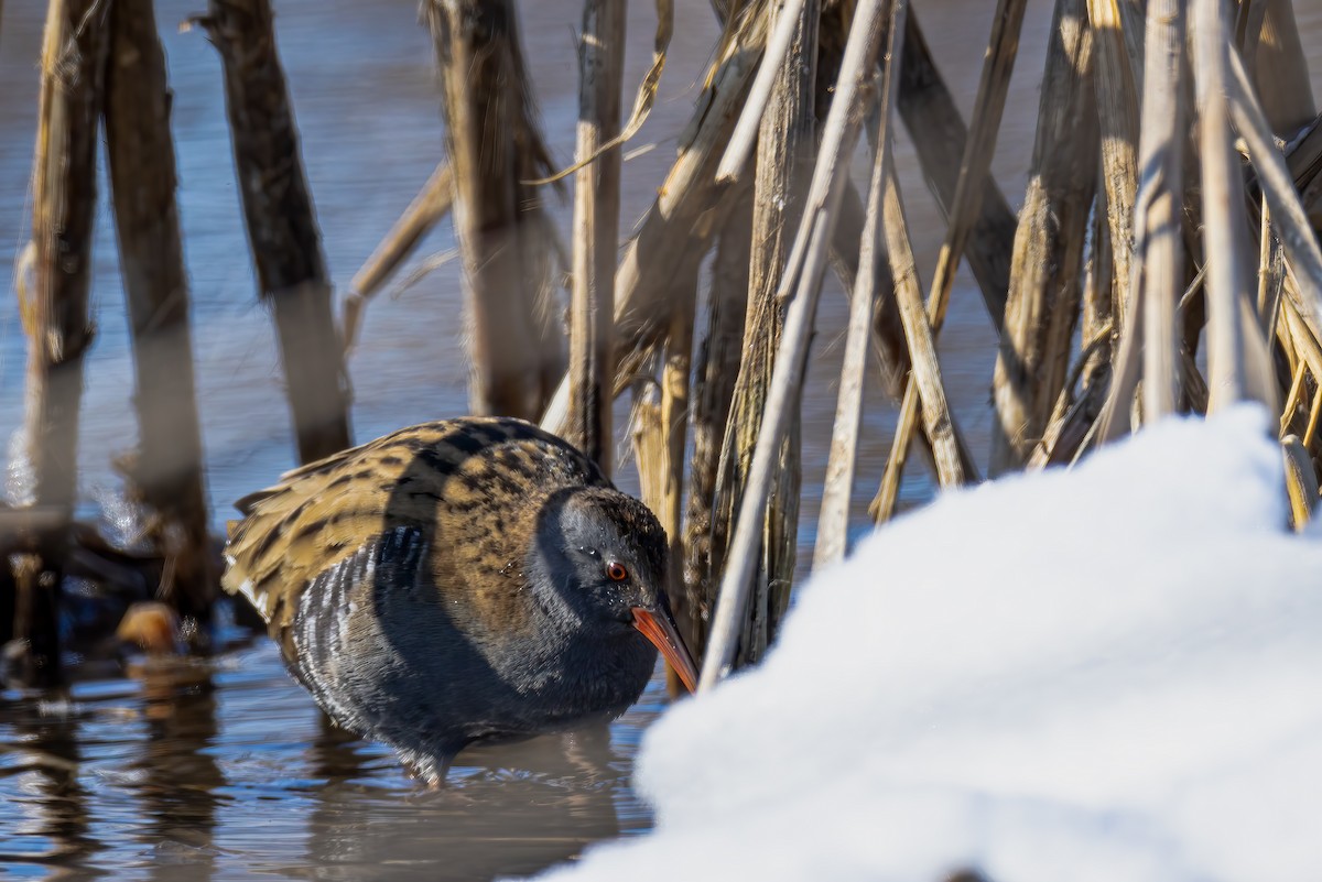 Water Rail - Liang XU