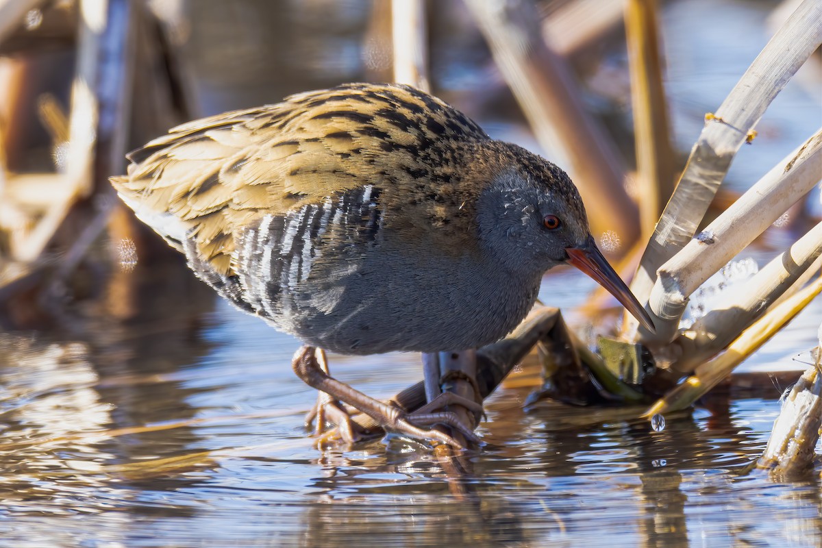 Water Rail - ML416136981