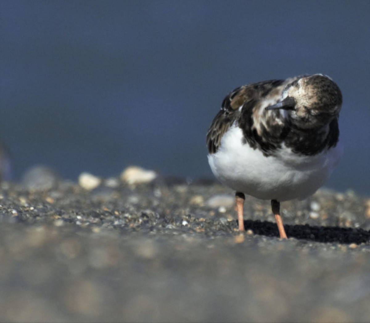 Ruddy Turnstone - ML416137111