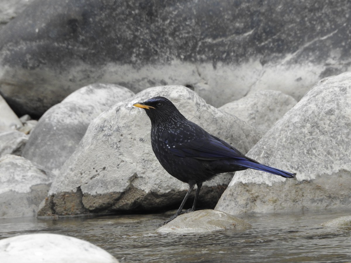 Blue Whistling-Thrush - ML416137311