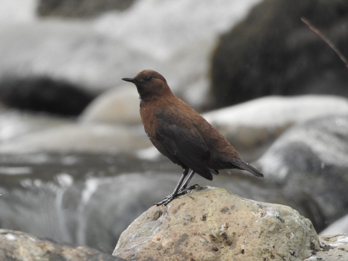 Brown Dipper - ML416137741