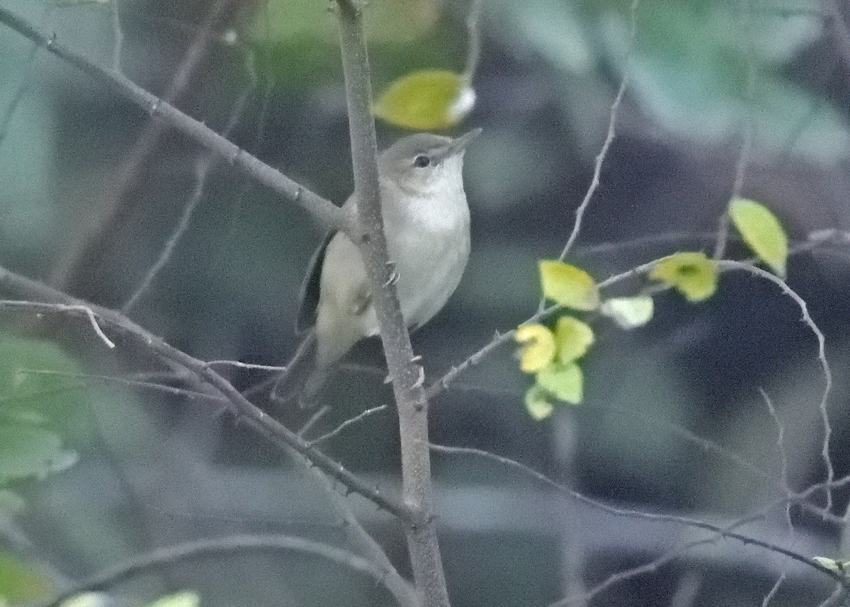 Blyth's Reed Warbler - ML416138161