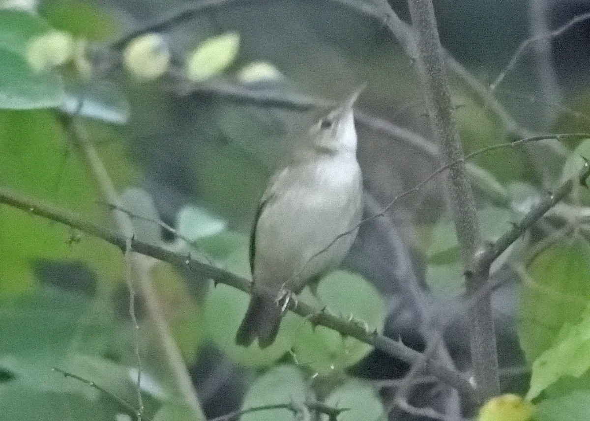 Blyth's Reed Warbler - ML416138341