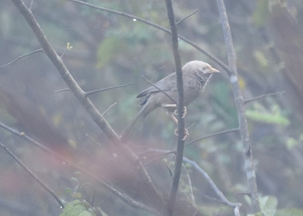 Yellow-billed Babbler - ML416138391