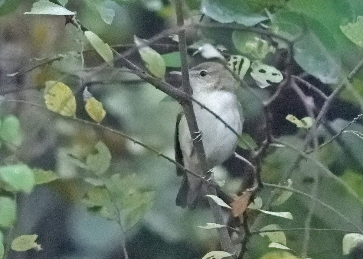 Blyth's Reed Warbler - ML416138401