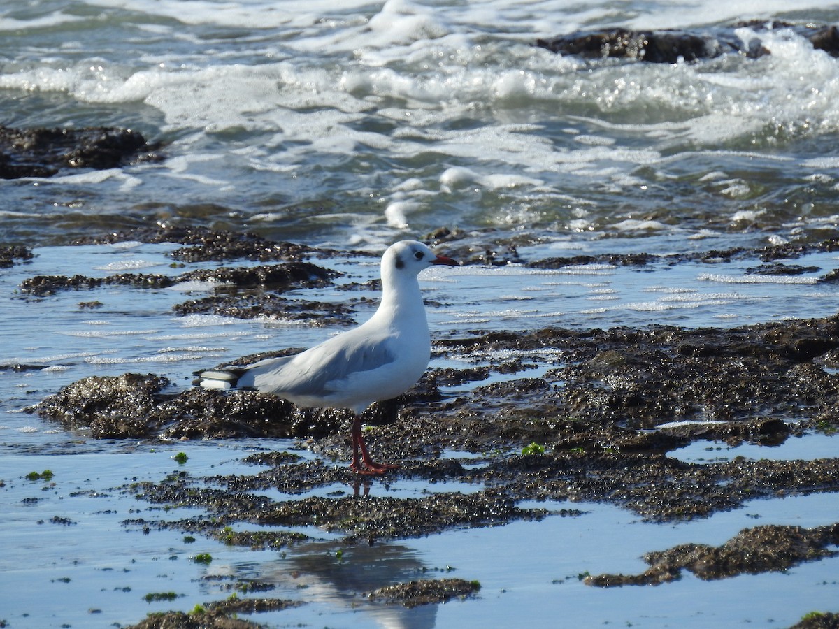 Brown-hooded Gull - ML416141111