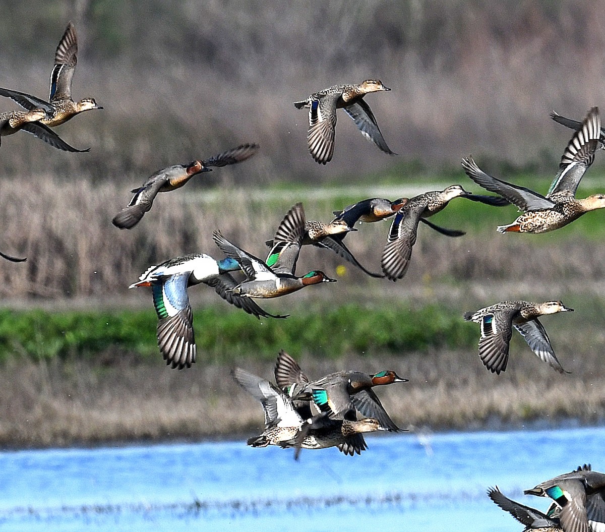 Green-winged Teal - ML416142101