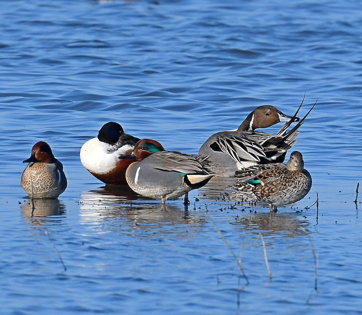 Green-winged Teal - ML416142151