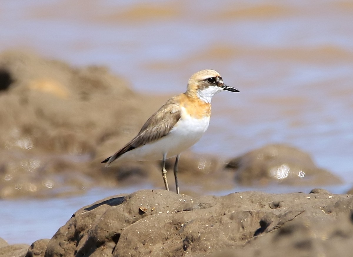 Greater Sand-Plover - Gareth Hughes