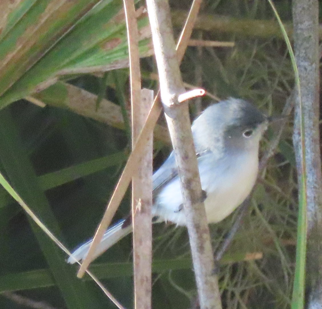 Blue-gray Gnatcatcher - ML416143721