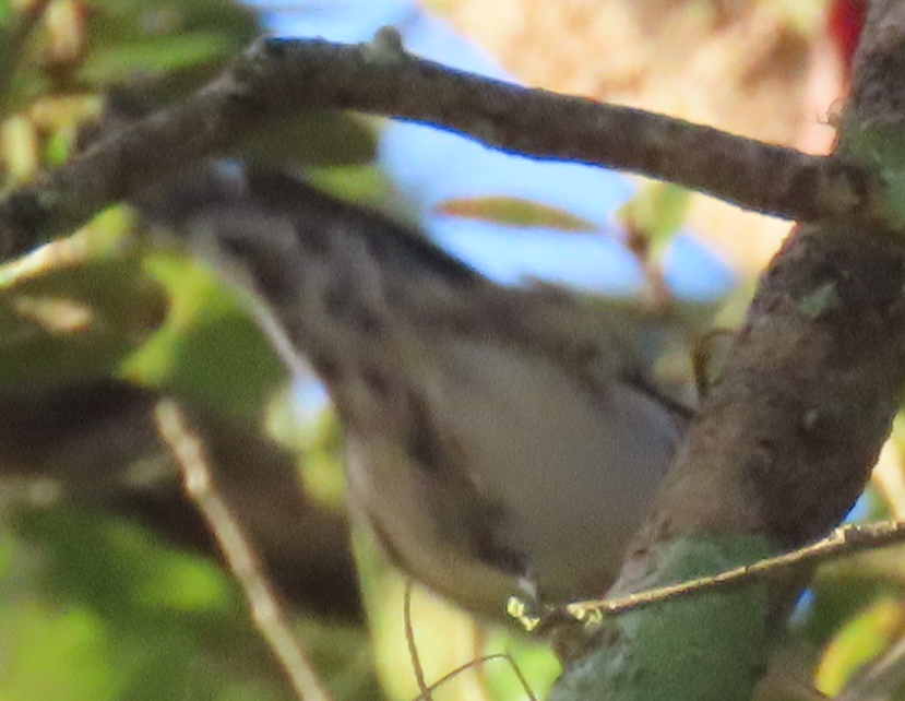 Black-and-white Warbler - ML416143751