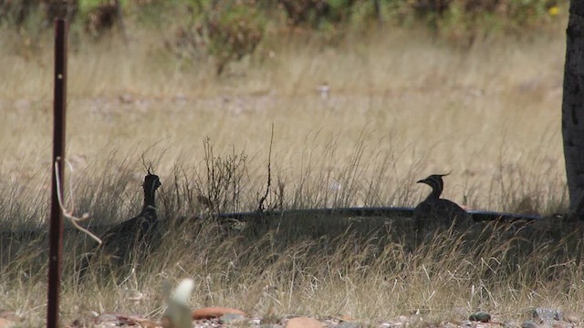 Elegant Crested-Tinamou - ML416143941