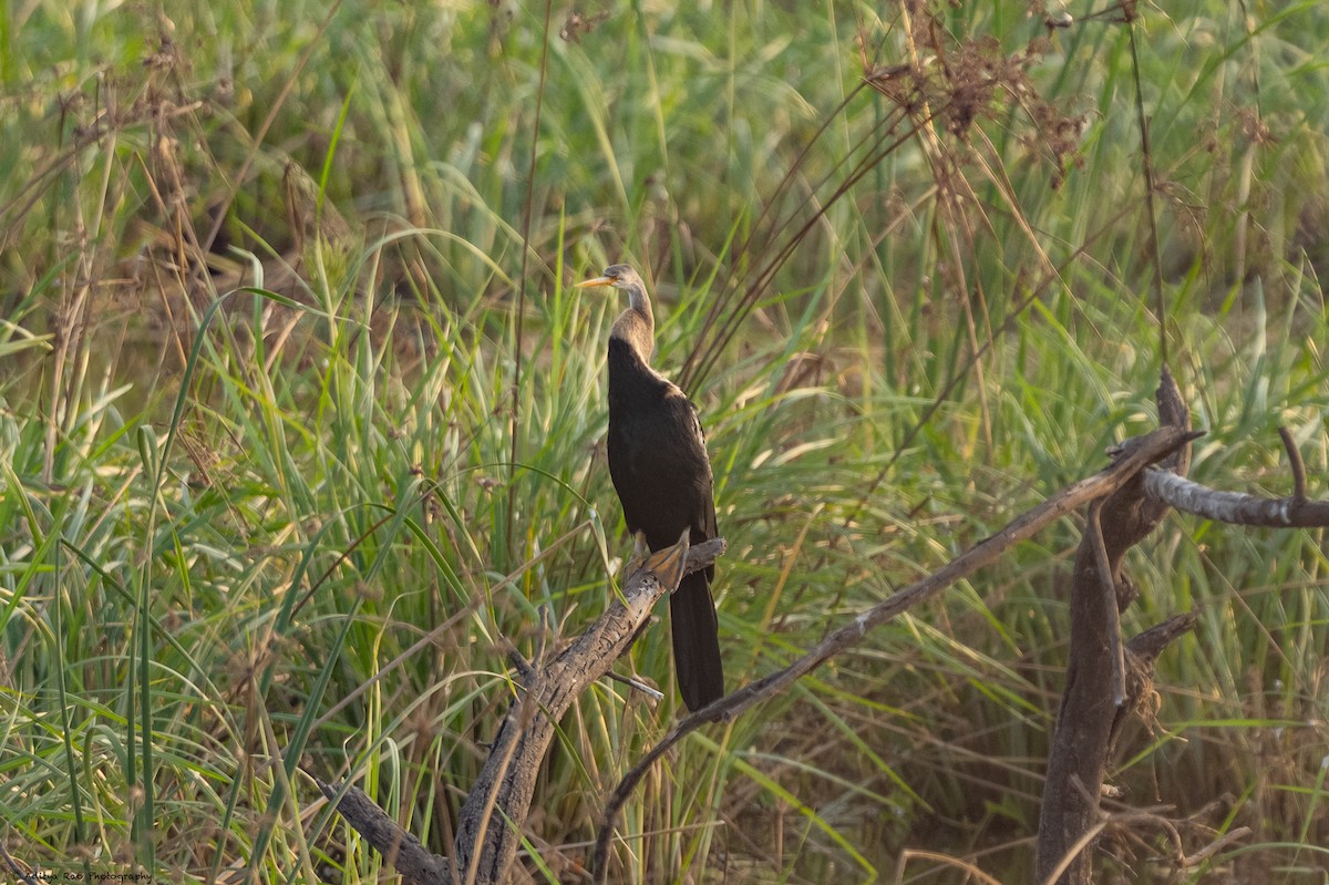 Oriental Darter - ML416144371