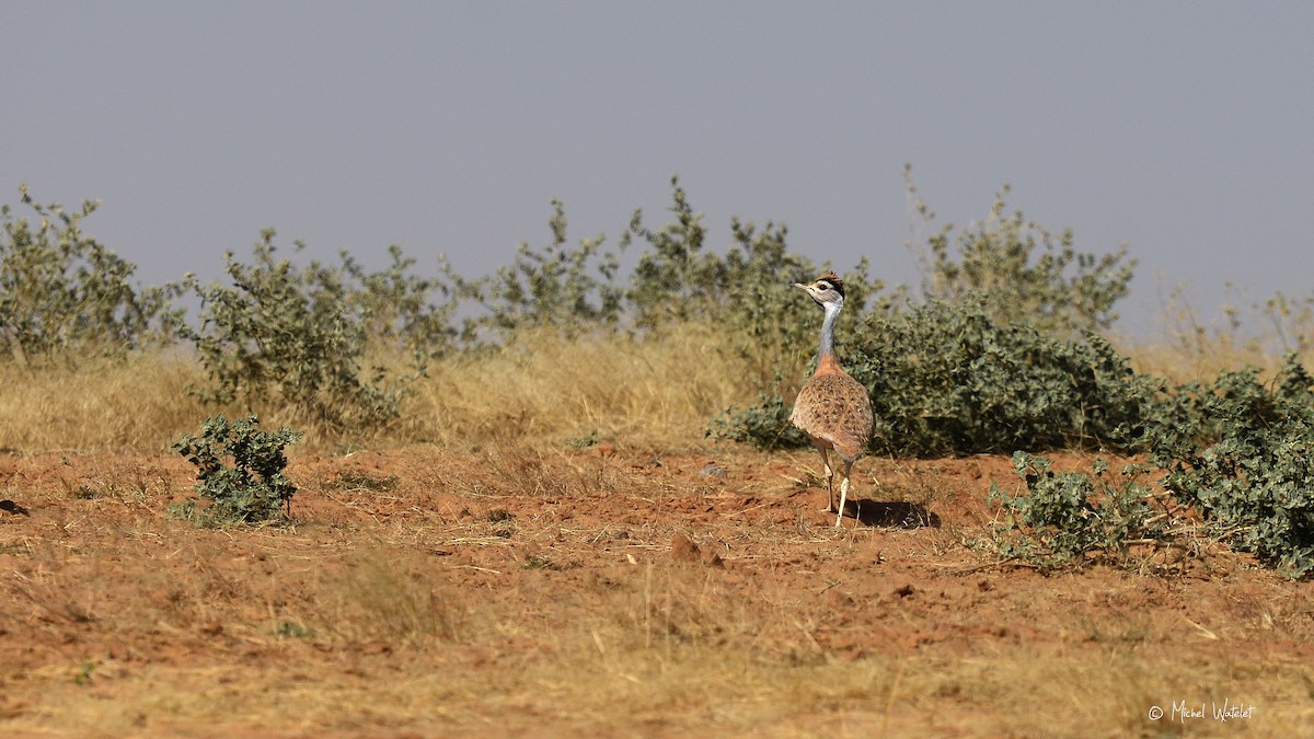 Nubian Bustard - Michel Watelet