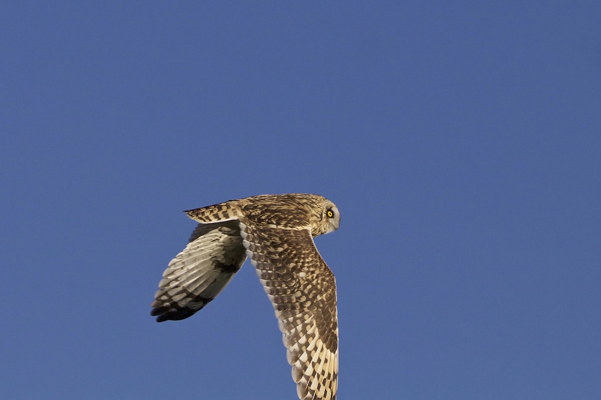 Short-eared Owl - Scott Creamer