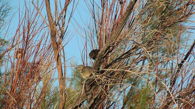 Shiny Cowbird - ML416145391