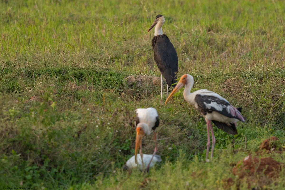 Asian Woolly-necked Stork - ML416145511