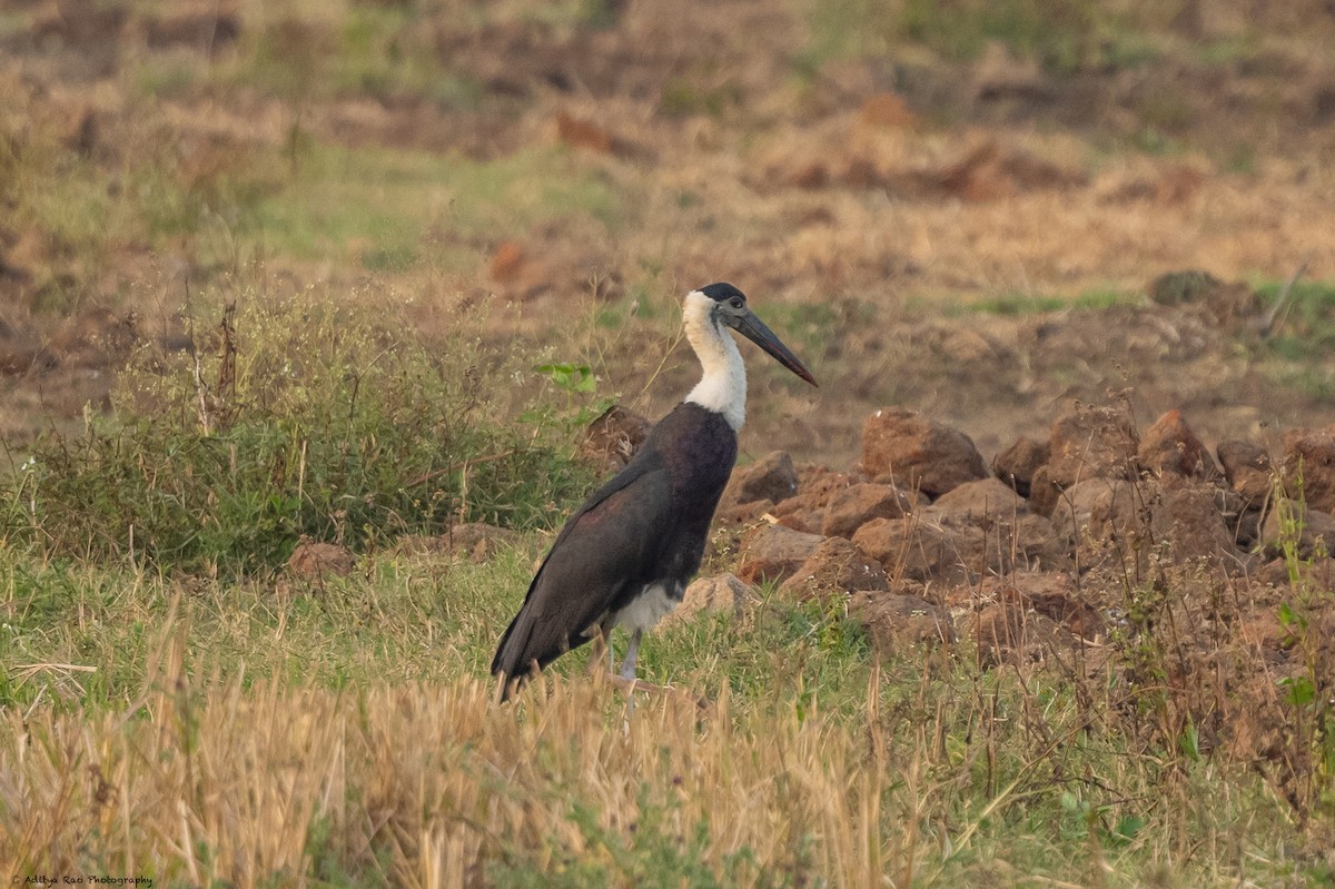 Asian Woolly-necked Stork - Aditya Rao