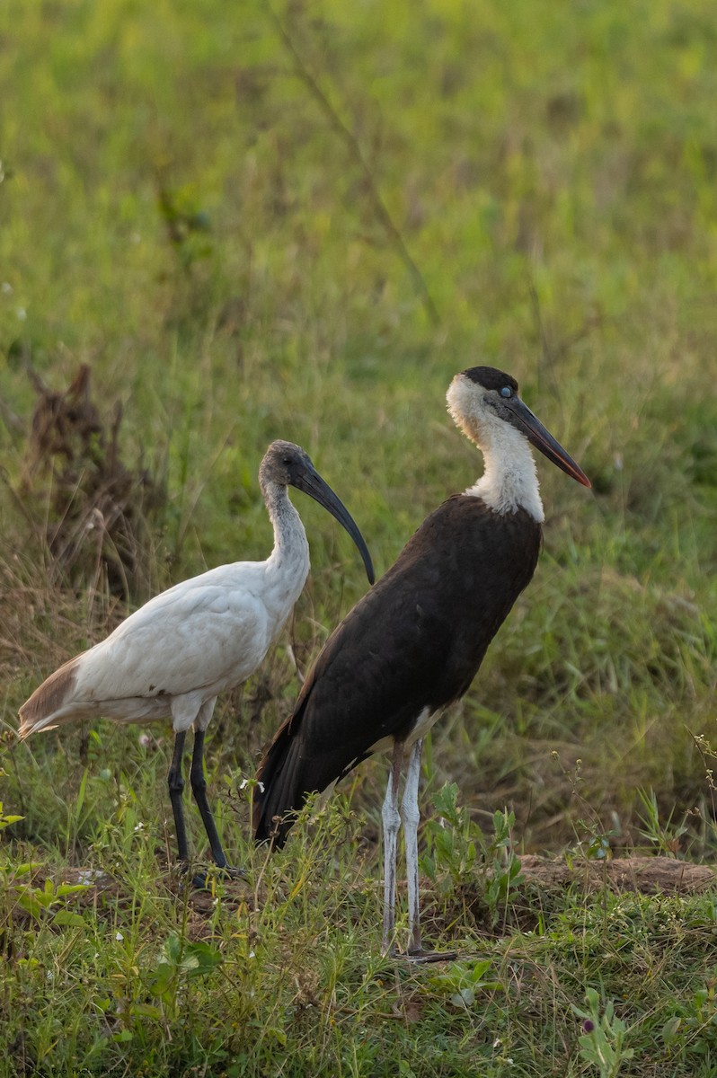 Asian Woolly-necked Stork - Aditya Rao