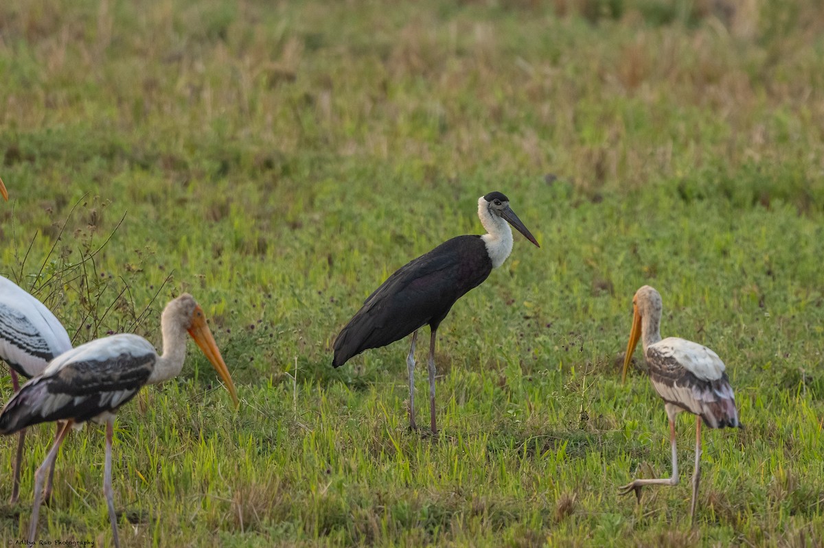 Asian Woolly-necked Stork - ML416146191