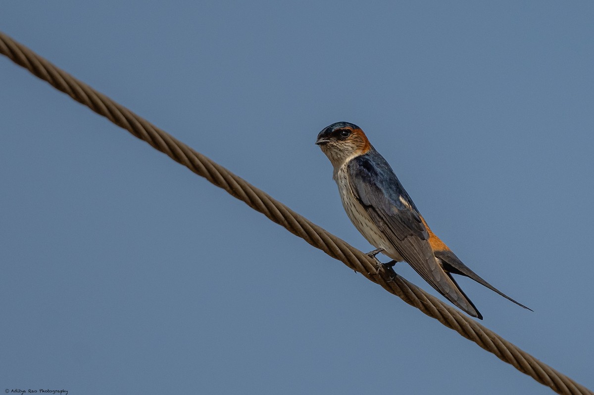 Red-rumped Swallow - ML416147921