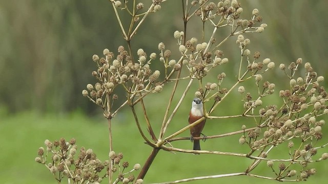 Marsh Seedeater - ML416149131